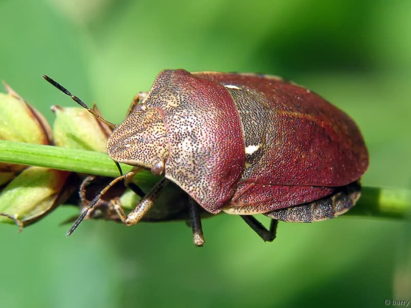 Eurygaster testudinaria (Geoffroy, 1785)